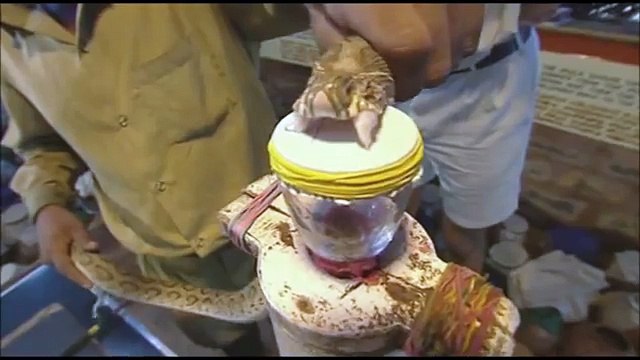 Venin de serpent dans le sang