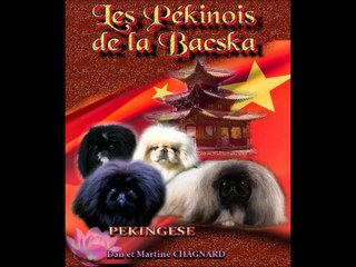 Les Pékinois de la Bacska (juillet 2015)