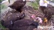 SW Florida Eagles 'Oz Delivers UFO With Mom On Nest' 2:27 PM, 3-1-2013