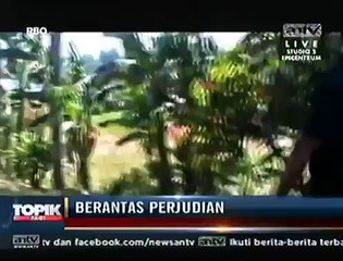 Digerebek, Pelaku Judi Sabung Ayam Kabur