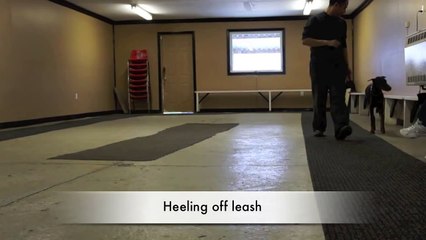 A glimpse into a BRB k9 obedience training class