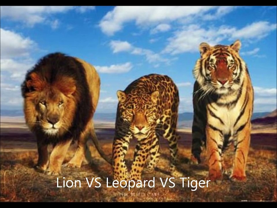 Leopard VS Tiger VS Lion video Dailymotion