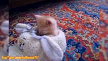 FUNNY CAST | Funny Kittens Falling Asleep | Funny Cats | Kitten Funny Videos Compilation
