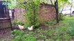 Most Gentle Rooster Calls Hens To Share Food   Cute Animals From Vilage