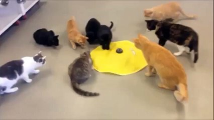 SPCA cats delighted with new toy