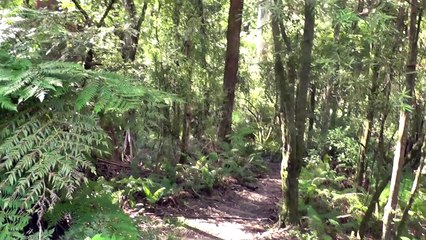 Australian Wildlife: A shy, majestic, male Lyrebird pops out in the wild (rare)