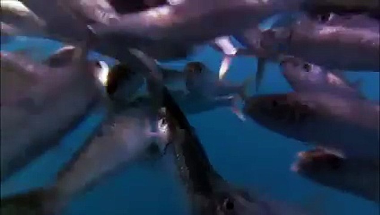 نور البيان   2