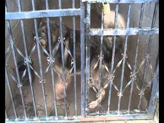 klyshi i likit te mujot