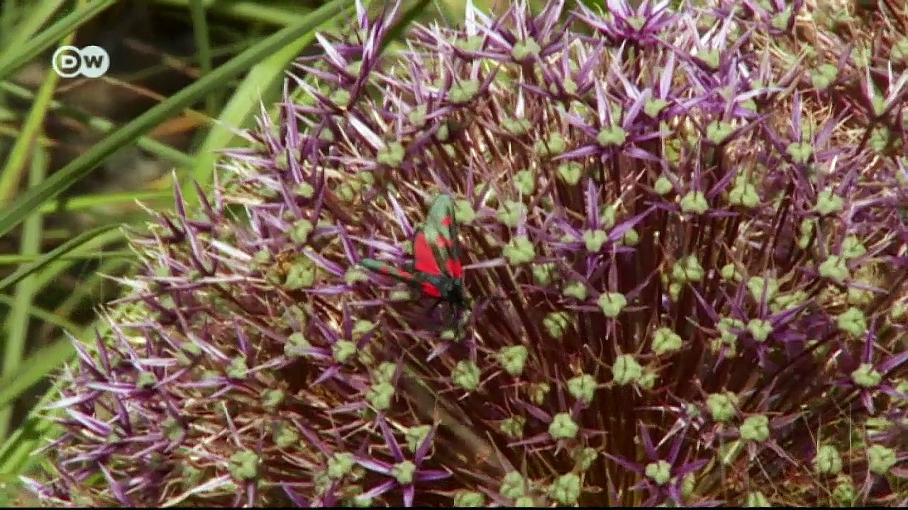 Ein Rezept für Yorkshire Pudding | Euromaxx