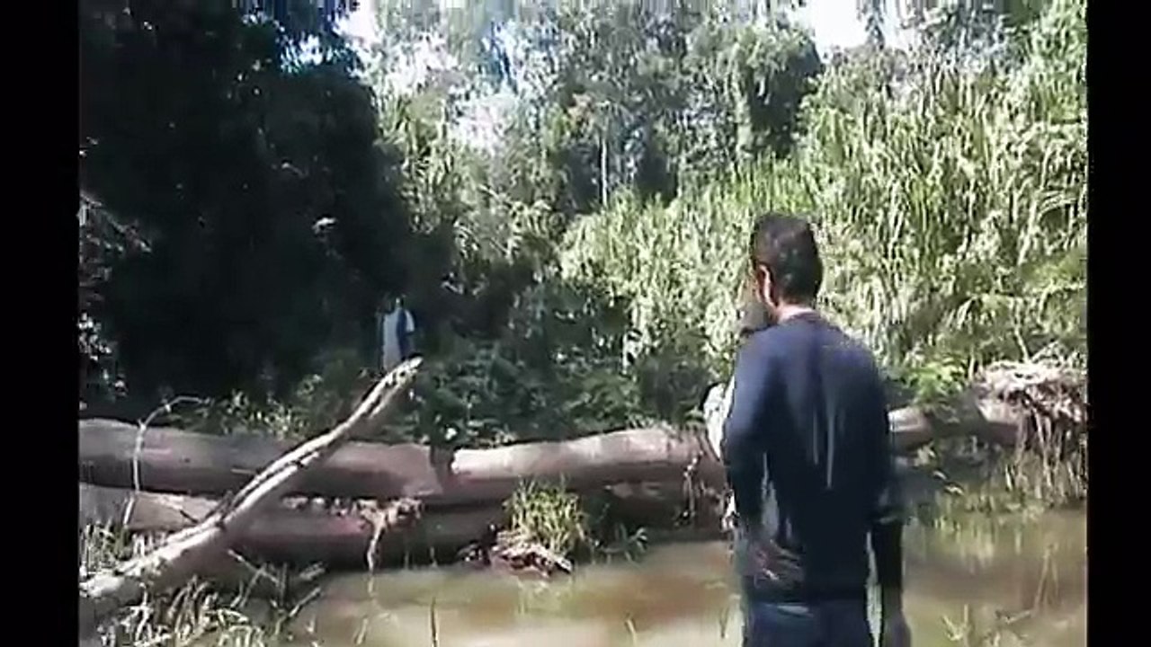 Piraña de Amazonia - Pesca da Piranha - Fishing Piranhas in the Amazon Basin