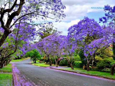 Poezia Po ti nuk je Nga Dritero Agolli Lexoi Dani