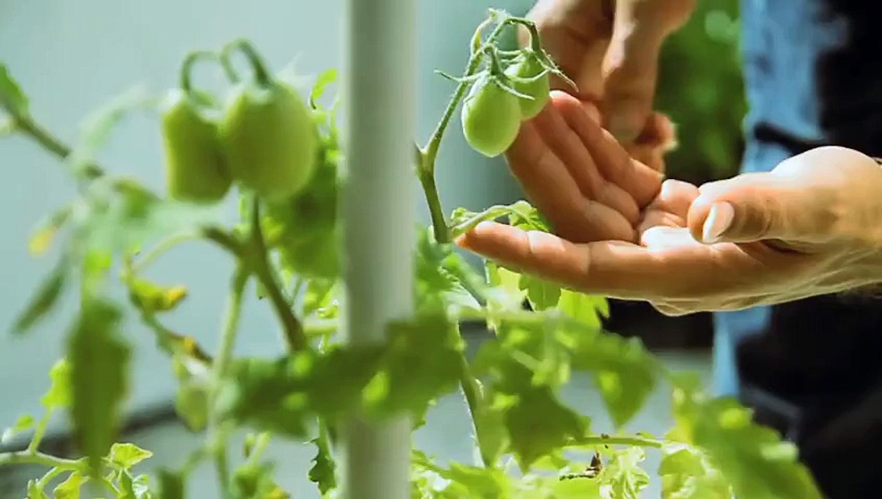 Cultura Profética - La Espera