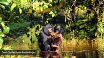 Bonobo Apes Found To Make Sounds Like Human Babies