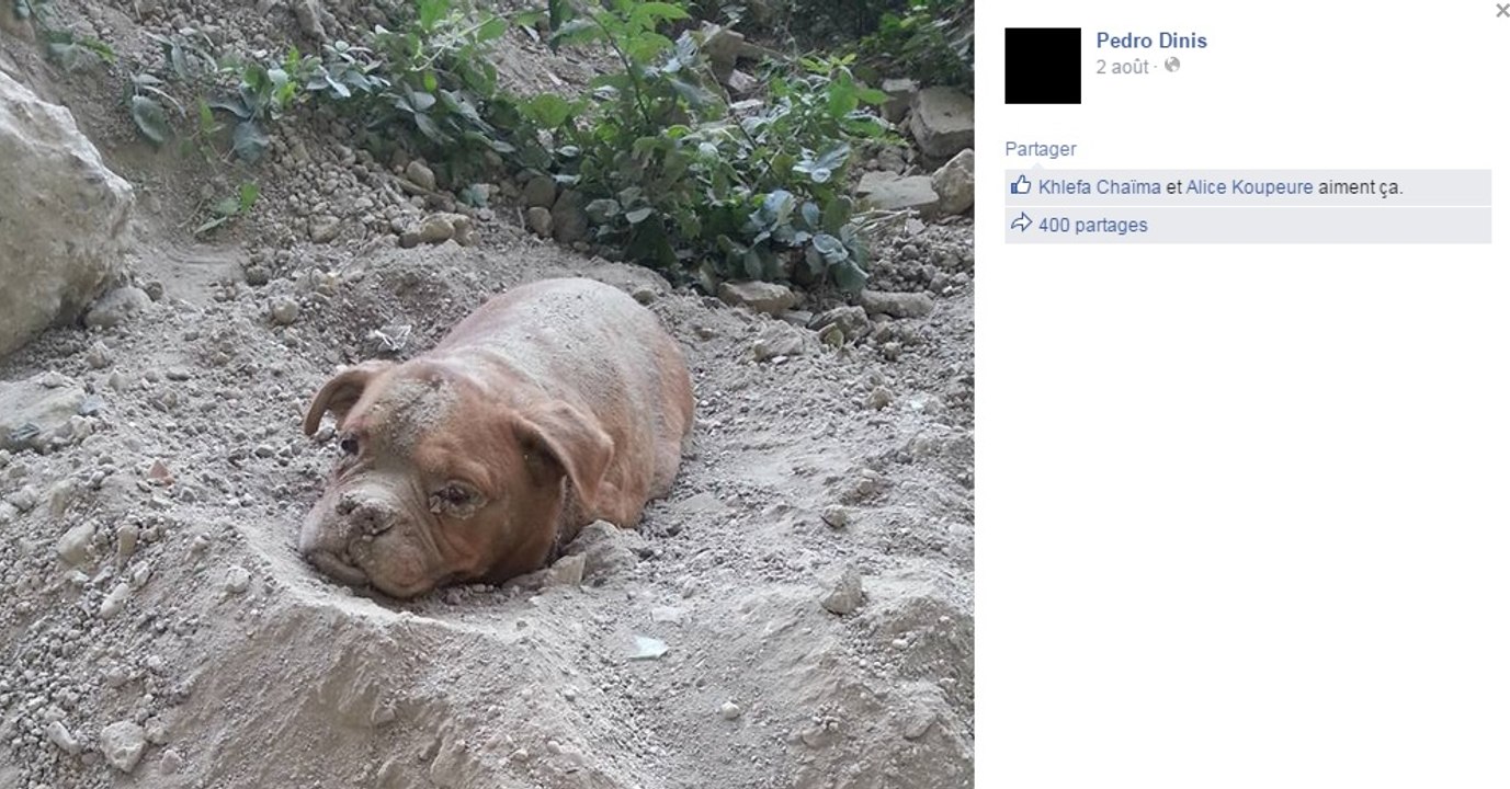 Un chien enterré vivant sauvé in extremis