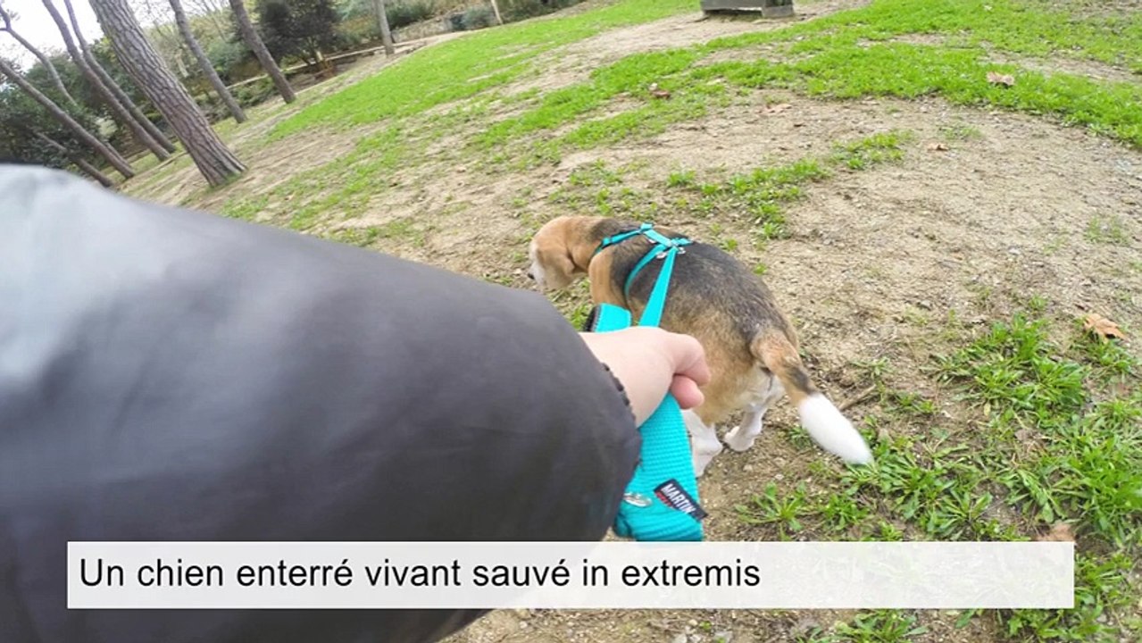 Un chien enterré vivant sauvé in extremis