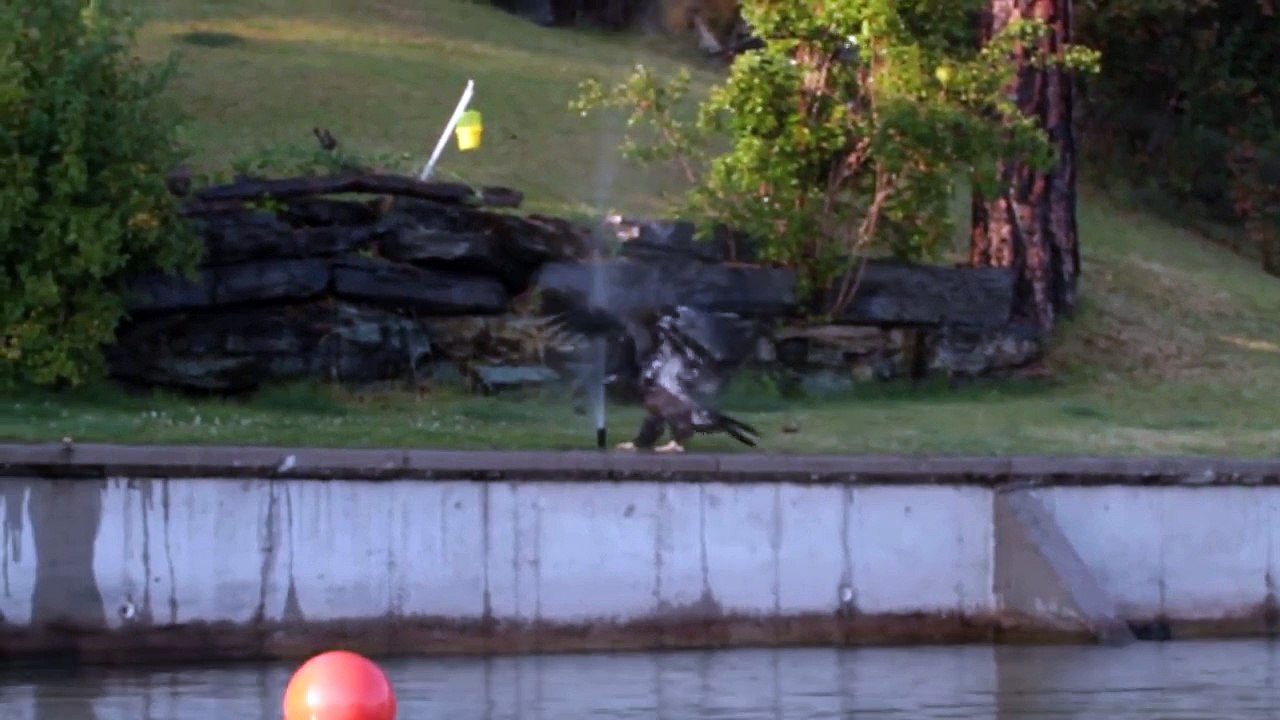 Cet aigle à tête blanche en train de jouer avec une tête d'arrosage automatique a illuminé ma journée