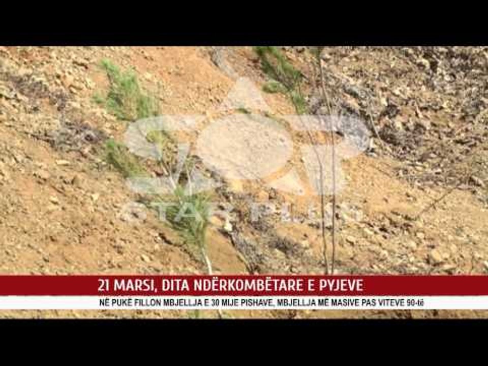 21 MARSI, DITA NDËRKOMBËTARE E PYJEVE