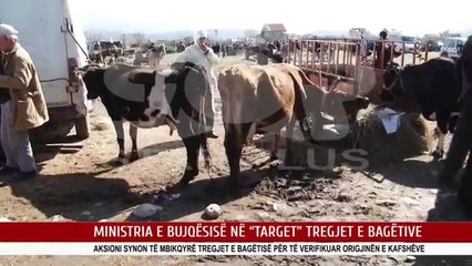 MINISTRIA E BUJQËSISË NË “TARGET” TREGJET E BAGËTIVE