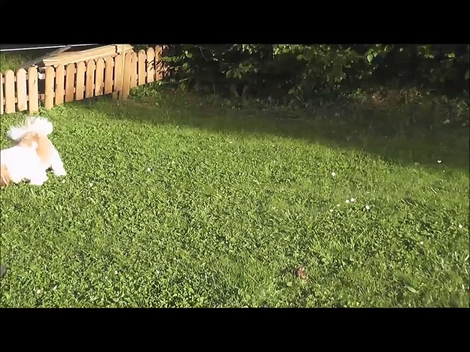 2014 - IPSO chien SHIH TZU (13 mois) - Sa drôle de vie !