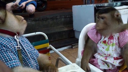 My Monkey Shaki And Jk Jocking