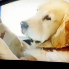 孟金龍皇冠 Funny Videos - lab and poodle