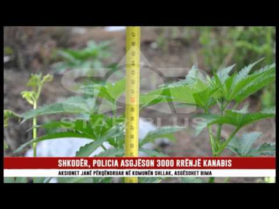 SHKODËR, POLICIA ASGJËSON 3000 RRËNJË KANABIS
