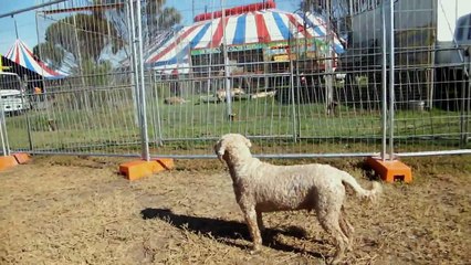 My cockapoo & ridgeback visit the lions cage at the circus, see dog behavior at its best.