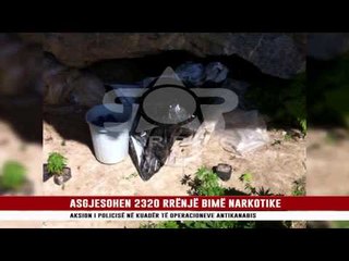 ASGJESOHEN 2320 RRËNJË BIMË NARKOTIKE