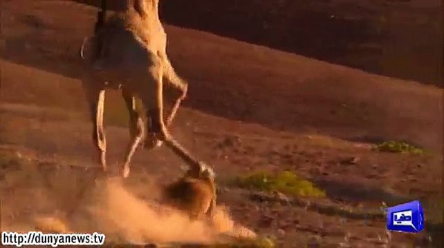 Heroic times, Giraffe takes lion under hoofs.