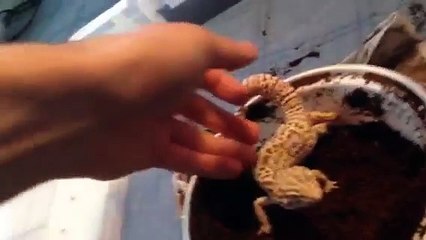 Egg collecting an baby's