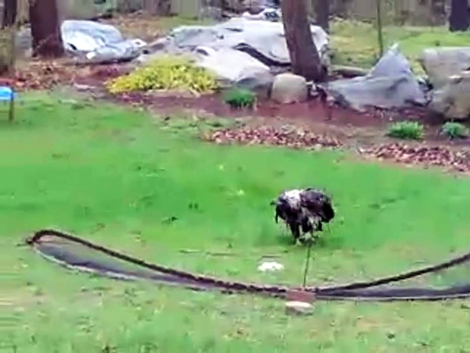 5-1-14 Tyngsboro MA rescue of a juvenile bald eagle