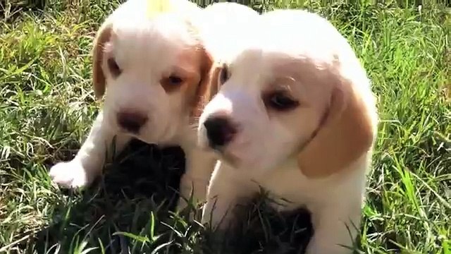 N-026/14 - Filhotes de Beagle Bicolor | Canil Little Beagle