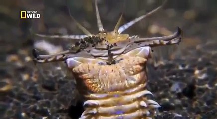 Самый жуткий хищник океана гигантский кольчатый червь