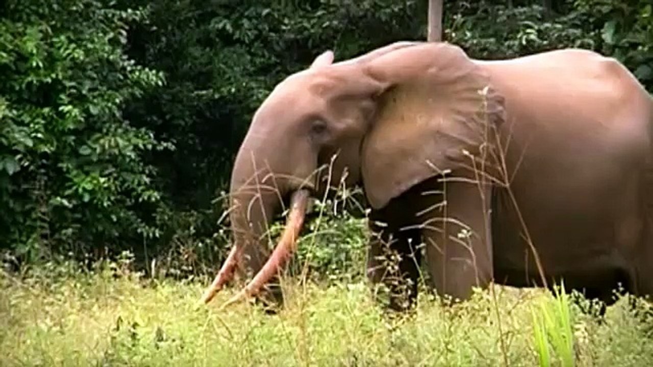 Loango National Park (Gabon)