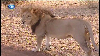 Serengeti controversy -Swahili