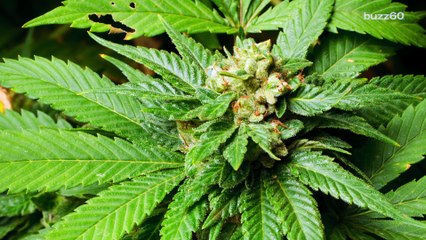 Man attempts to pass off marijuana as salad