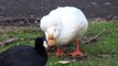 THE UGLY DUCKLING STORY I AM SPECIAL Real Ducks & Animal Sounds