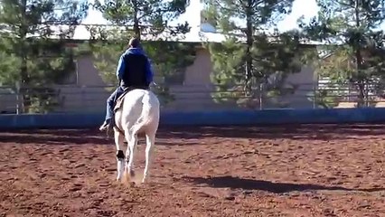 Big N Chexy 2009 APHA/AQHA Reining Futurity Prospect For Sale