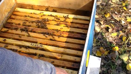 Бакфаст осень 2014г.