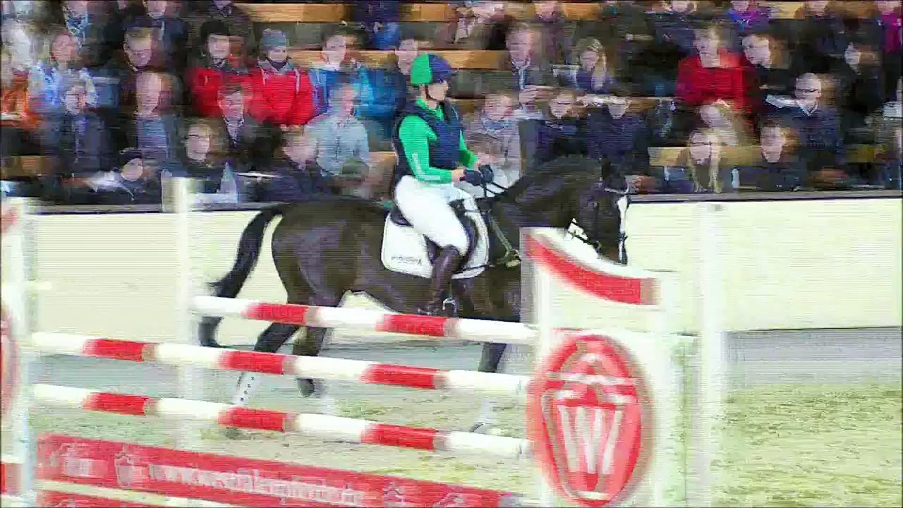 MULLIGAN XX bei der Landgestüt-Hengstschau in Münster-Handorf 2015