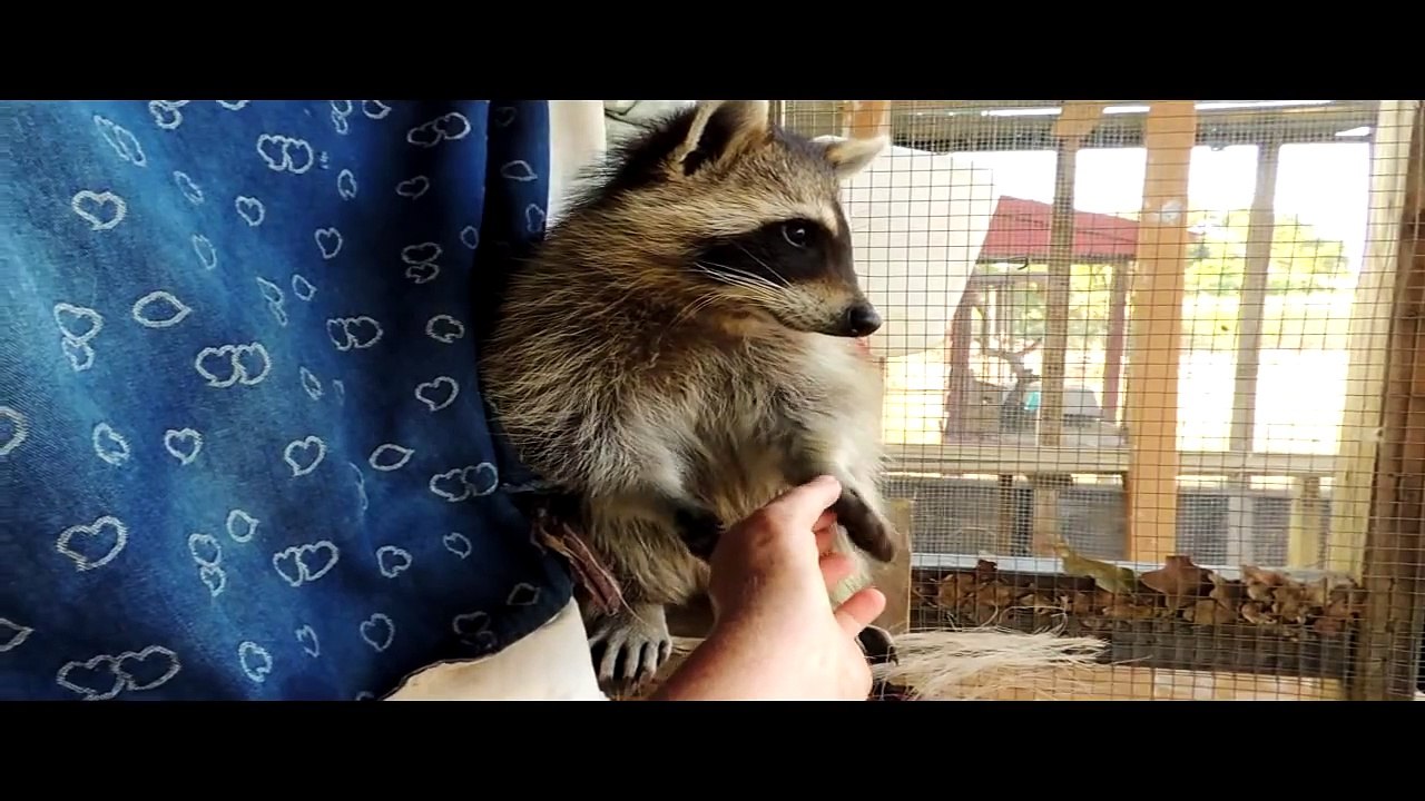 Coonie Moments