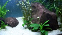 Aquarium: Corydoras paleatus, guppy, silver shark