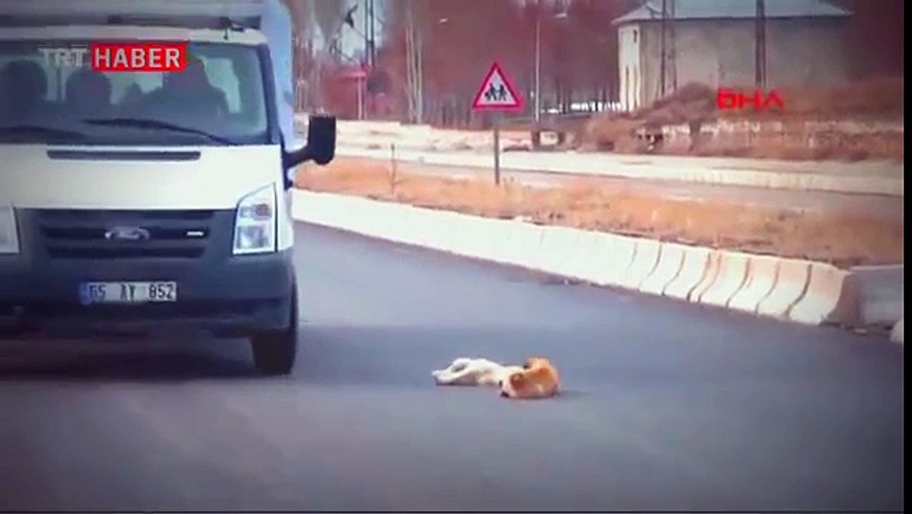 Puppy Comforts Injured Puppy Hit By Car Until Help Comes