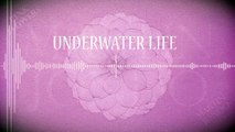 Martin Jondo - Underwater Life