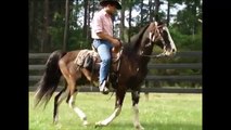 Flash SAFE for ANY Rider Smooth Gaited Spotted Saddle Tennessee Walking Horse For Sale