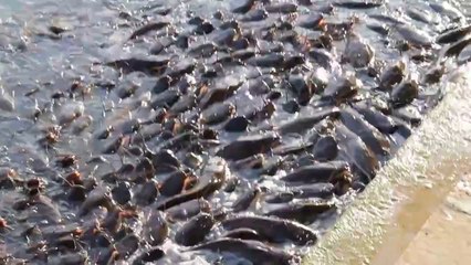 Amazing catfish in India - Impresionantes peces gateau - Les poissons-chats de Jaisalmer (Inde)