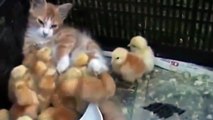 Приколы с животными. Смешные животные. Funny animal