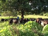 Manejo sanitário de ovinos e caprinos - Dia de Campo na TV