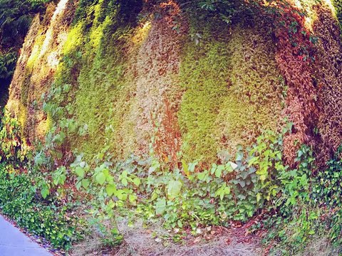 DYING TREES, DROUGHT - WATERING TOPSOIL IS FUTILE - IN BC'S NEW CLIMATE TREND - SOLUTION - SAVING TREES, DRY CLIMATE