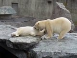 Eisbär / Polar Bear Wilbär